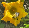 A bee on a yellow flower

Description automatically generated